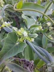 Araujia brachystephana