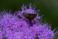 Hesperia attalus slossonae