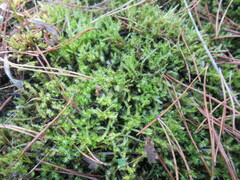 Calliergonella cuspidata