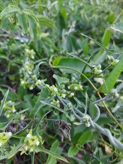 Araujia brachystephana