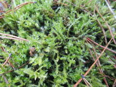 Calliergonella cuspidata