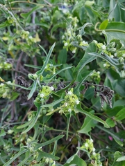 Araujia brachystephana