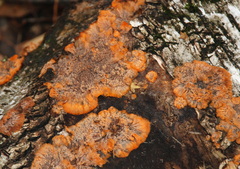Phlebia radiata