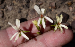 Pelargonium elongatum