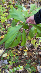 Asimina triloba