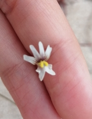 Nemesia bicornis