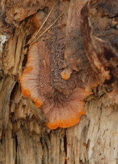 Phlebia radiata