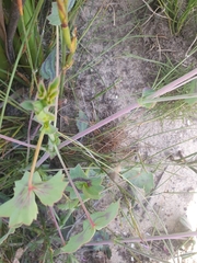 Pelargonium tabulare