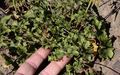 Pelargonium elongatum