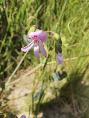 Pelargonium tabulare