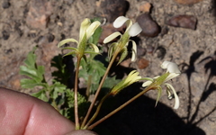 Pelargonium elongatum