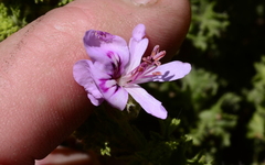 Pelargonium crispum