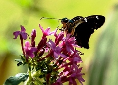 Astraptes fulgerator