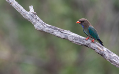 Eurystomus orientalis pacificus