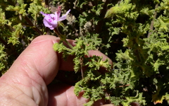 Pelargonium crispum