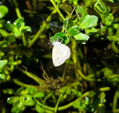Pseudozizeeria maha okinawana