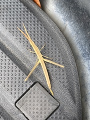 Achurum carinatum