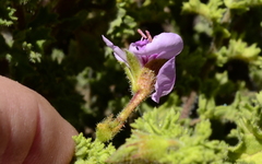Pelargonium crispum
