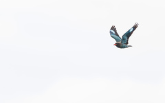 Eurystomus orientalis pacificus