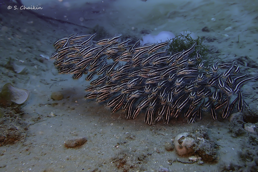 Striped eel catfish