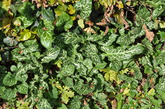 Arum italicum