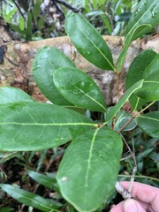 Avicennia marina