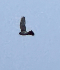 Falco sparverius