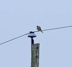Falco sparverius