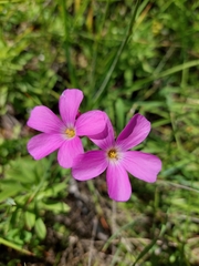 Oxalis arenaria