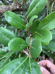 Avicennia marina