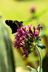 Astraptes fulgerator