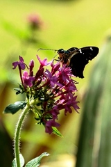 Astraptes fulgerator