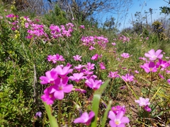 Oxalis arenaria