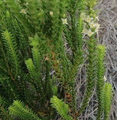 Struthiola striata