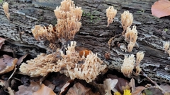 Artomyces pyxidatus