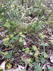Hydrocotyle laxiflora