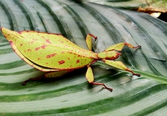 Phylliidae