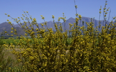 Leucadendron corymbosum