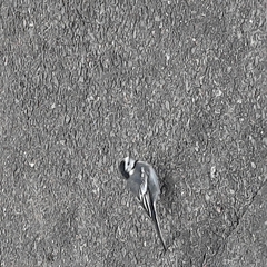 Motacilla alba yarrellii