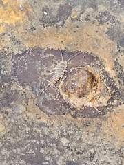 Ctenolepisma longicaudatum