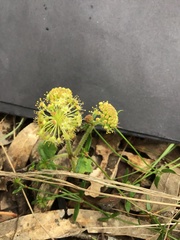 Hydrocotyle laxiflora