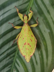 Phylliidae