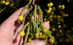 Leucadendron corymbosum