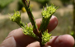 Leucadendron corymbosum