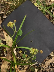 Hydrocotyle laxiflora