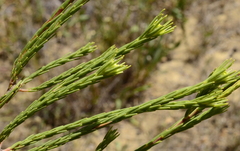 Leucadendron corymbosum