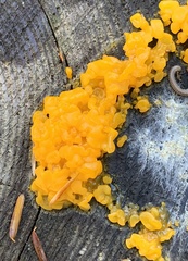 Dacrymyces chrysospermus