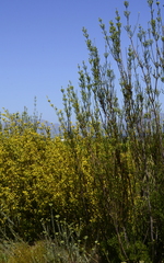 Leucadendron corymbosum