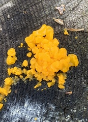 Dacrymyces chrysospermus