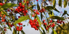 Ilex decidua